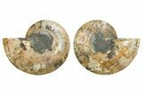 Cut & Polished, Crystal-Filled Ammonite Fossil - Madagascar #296400-1